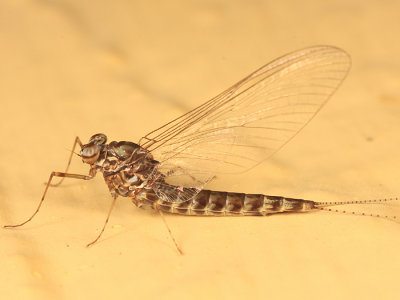 Siphlonurus securifer (female)