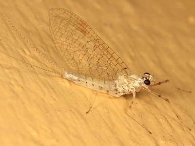 Maccaffertium sp. (female)