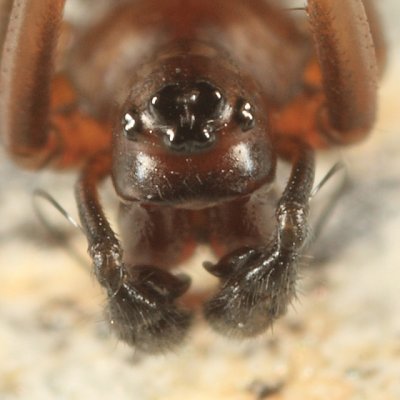 Microlinyphia mandibulata mandibulata (male)