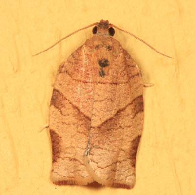 3635 - Oblique-banded Leafroller Moth - Choristoneura rosaceana