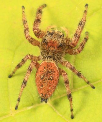 Phidippus clarus