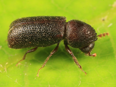 Horned Powder-post Beetles - Bostrichidae