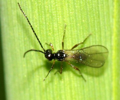 Alysiinae