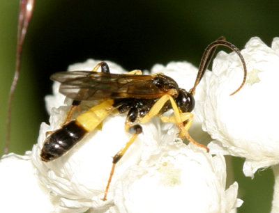 Cosmoconus sp.