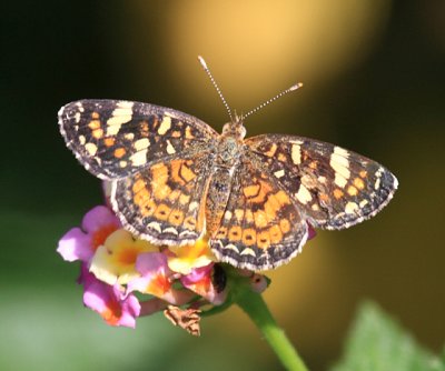 Painted Crescent - Phyciodes picta