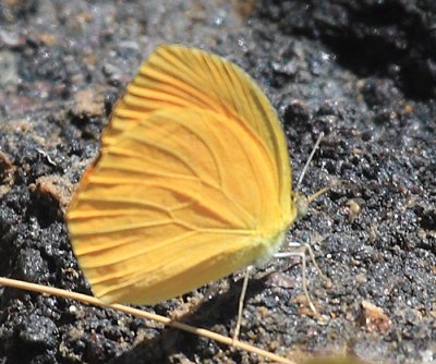 Tailed Orange - Pyrisitia proterpia (summer form)