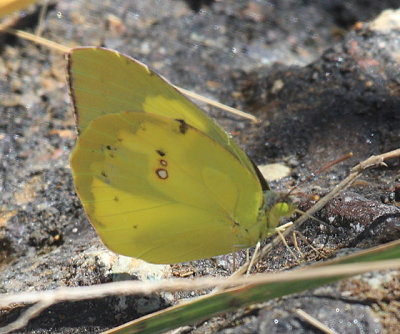 Southern Dogface - Zerene cesonia