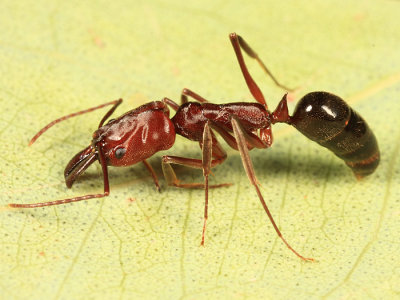 Trapjaw Ant - Odontomachus clarus