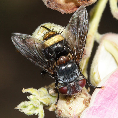 Belvosia sp.