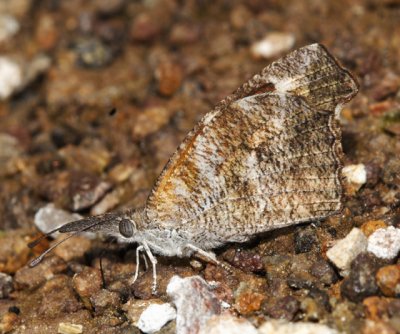 American Snout - Libytheana carinenta