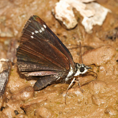 Common Sootywing - Pholisora catullus