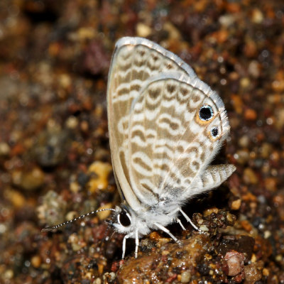 Marine Blue - Leptotes marina