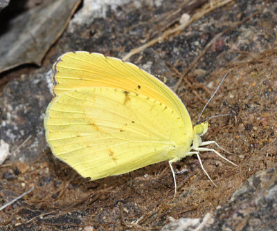 Mexican Yellow - Eurema mexicana