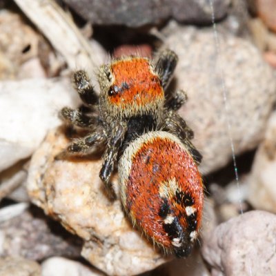 Phidippus apacheanus