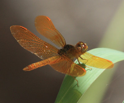Mexican Amberwing - Perithemis intensa