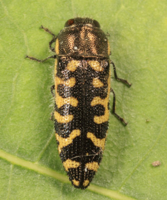 Acmaeodera solitaria