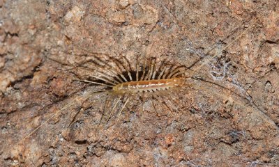 Arizona House Centipede  - Dendrothereua homa (Scutigeromorpha)