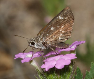 Bronze Roadside-Skipper - Amblyscirtes aenus