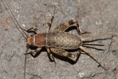 Western Bush Cricket - Hoplosphyrum boreale