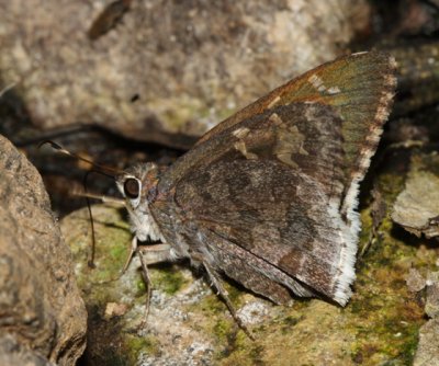 Acacia Skipper - Cogia hippalus