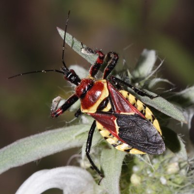 Yellow-bellied Bee Assassin - Apiomerus flaviventris