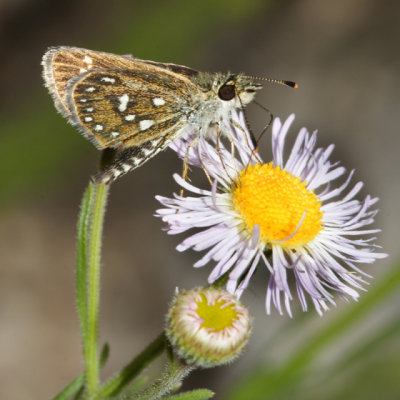 Many-spotted Skipperling - Piruna aea