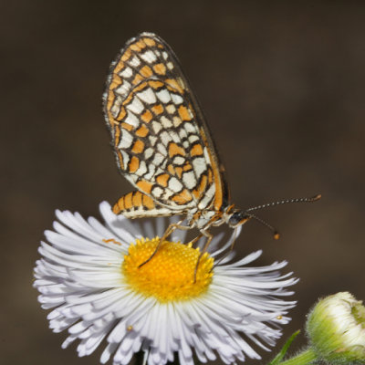 Elada Checkerspot - Texola elada