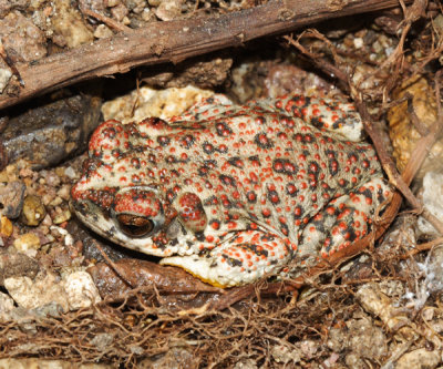 Red-spotted Toad - Anaxyrus punctatus