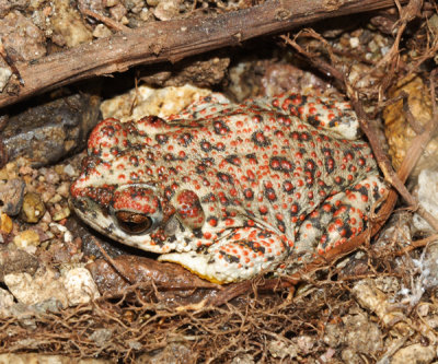 Red-spotted Toad - Anaxyrus punctatus