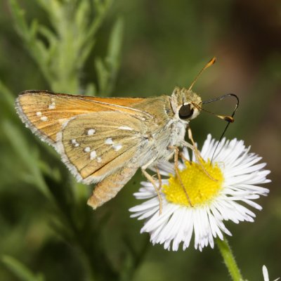 Pahaska Skipper - Hesperia pahaska