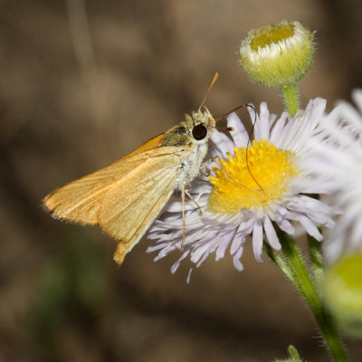 Orange Skipperling - Copaeodes aurantiaca