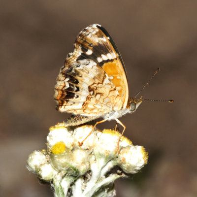 Texan Crescent - Anthanassa texana