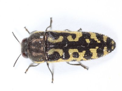 Acmaeodera solitaria