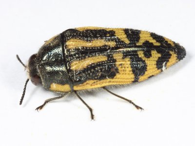 Metallic Wood-boring Beetles - Genus Acmaeodera