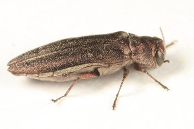 Willow Gall Limb Borer - Agrilus politus