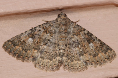 8680.2 - Matigramma emmilta