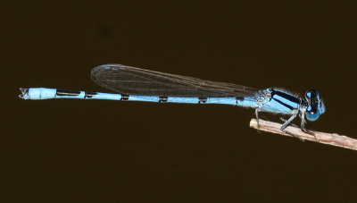 Familiar Bluet - Enallagma civile