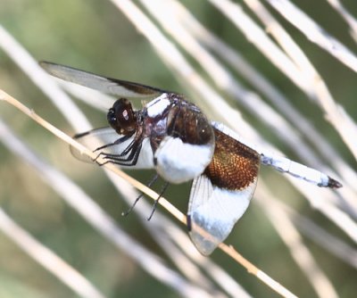 Widow Skimmer - Libellula luctuosa