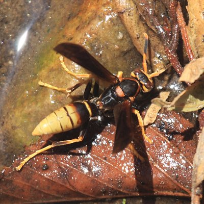 Polistes comanchus navajoe