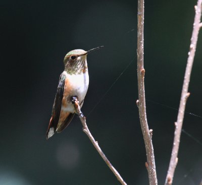 Rufous Hummingbird - Selasphorus rufus