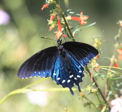 Pipevine Swallowtail - Battus philenor