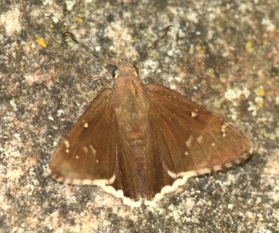 Desert Cloudywing - Achalarus casica