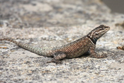 Yarrow's Spiny Lizard - Sceloporus jarrovi