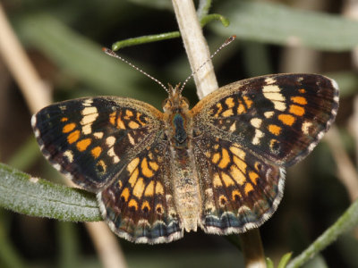 Phaon Crescent - Phyciodes phaon