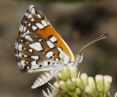 Mormon Metalmark - Apodemia mormo