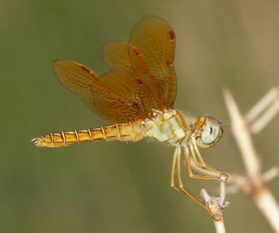 Mexican Amberwing - Perithemis intensa
