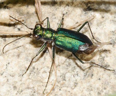 Cicindela punctulata chihuahuae