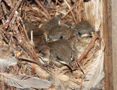 House Wren - Troglodytes aedon (chicks in nest)
