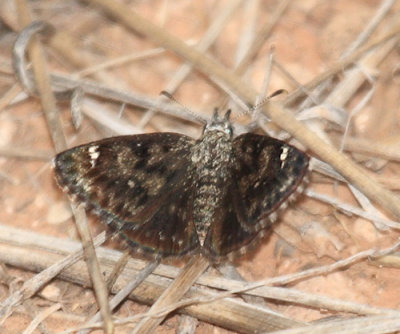 Saltbush Sootywing - Hesperopsis alpheus