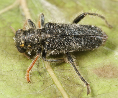 Phyllobaenus sp.